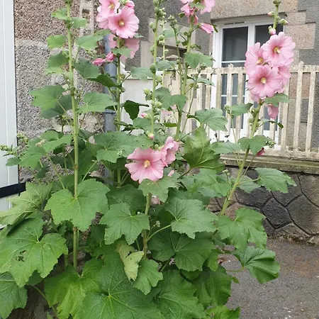 בית נופש Les Gravelots