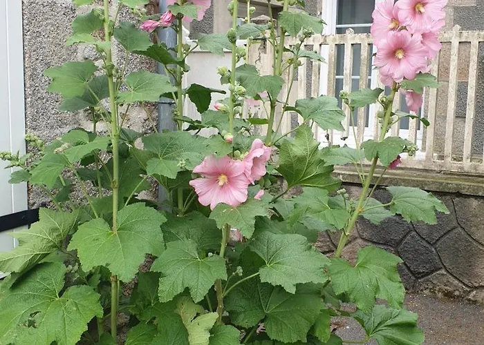 Dom wakacyjny Les Gravelots